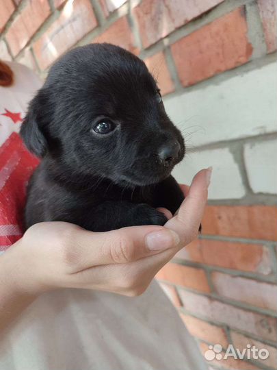 Щенки Лабрадора