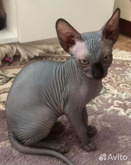 Канадский сфинкс котенок