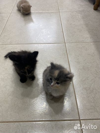 Отдам котят