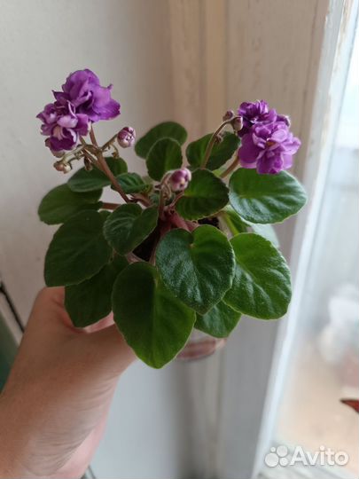 Сортовые фиалки