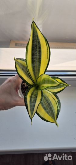 Сансевиерия ханни