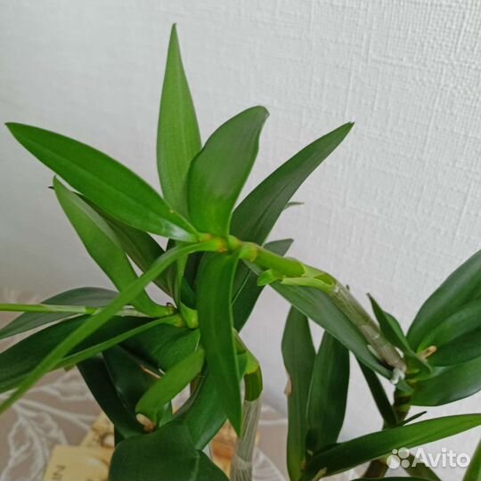 Орхидея дендробиум