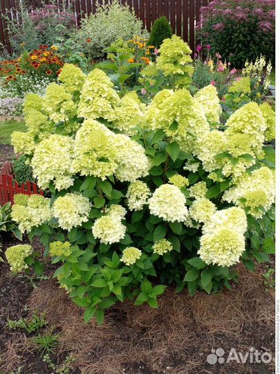 Гортензия Лаймлайт