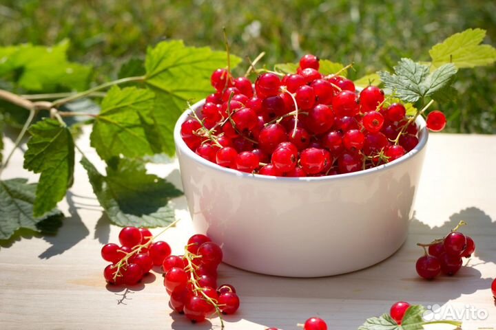 Саженцы красной и черной смородины