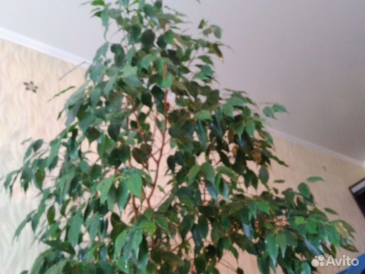 Фикус бенджамина большой