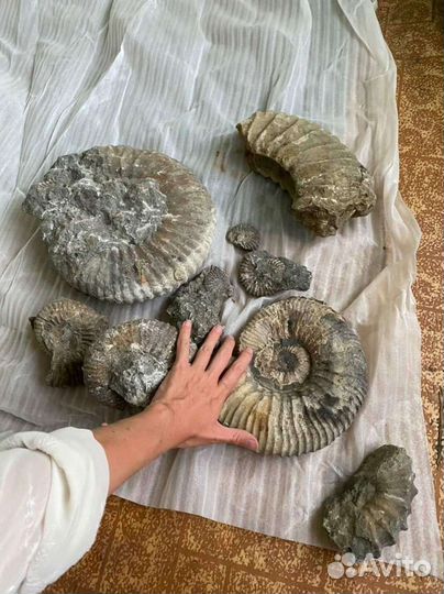 Сафари за Окаменелостями