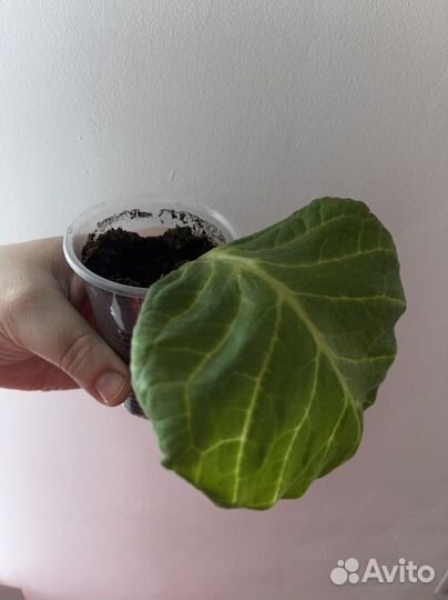 Глоксиния махровая (белая)