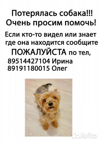 Собаки потеряшки