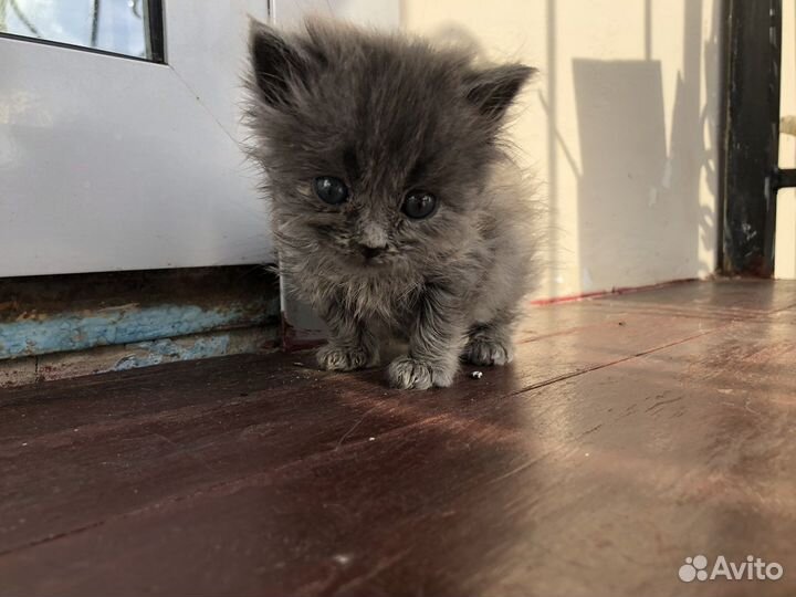 Кошечка в добрые руки