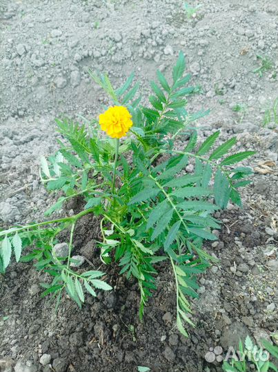 Рассада : бархатцы низкорослые, фундук и петуния