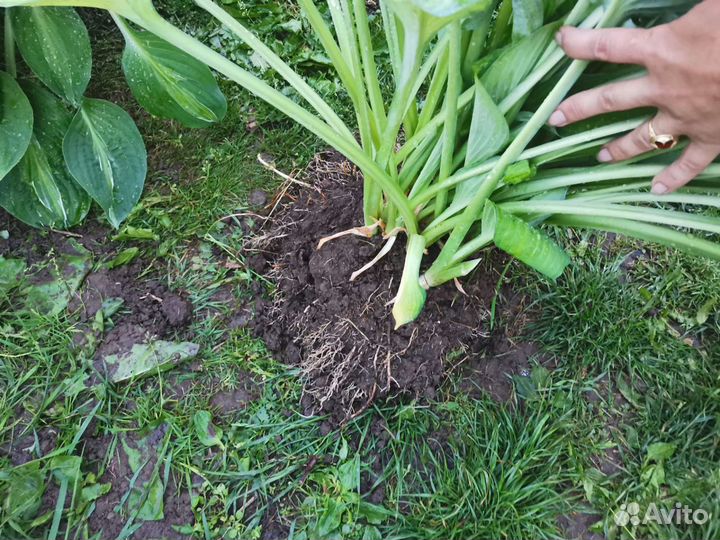 Хосты большие кусты