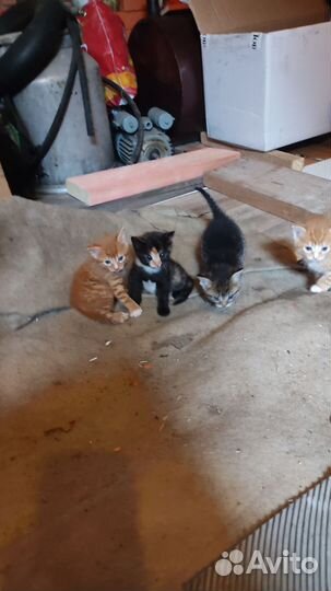 Отдам в добрые руки месячных котят