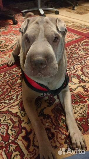 Шарпей в добрые руки