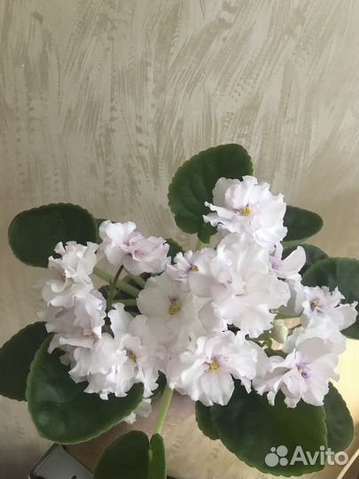Продам цветы комнатные