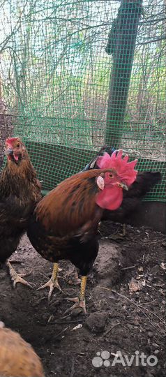 Петух маран черно медный