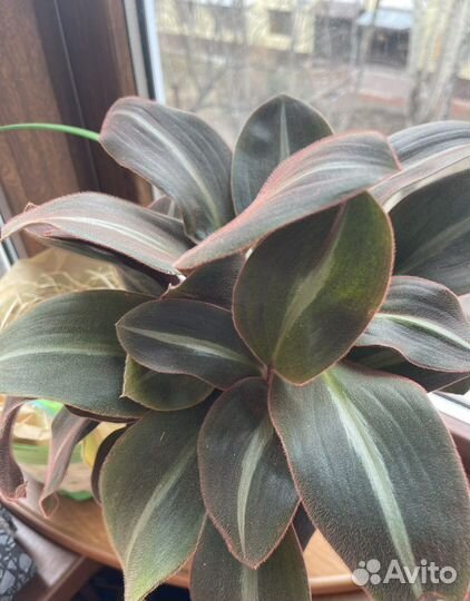 Нематантус, сидеразис,аихризон, педилантус