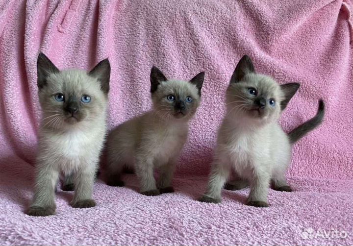 Котята тайские