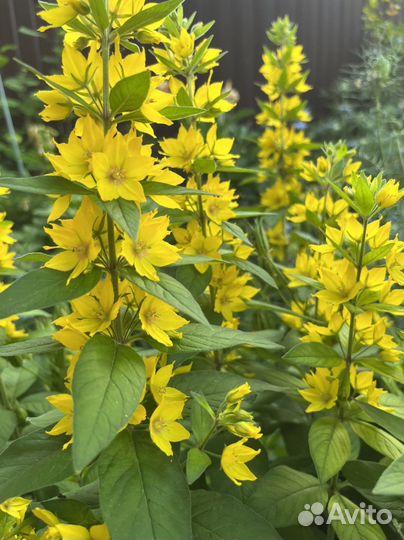 Многолетники садовые