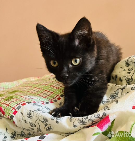 Кошка бесплатно