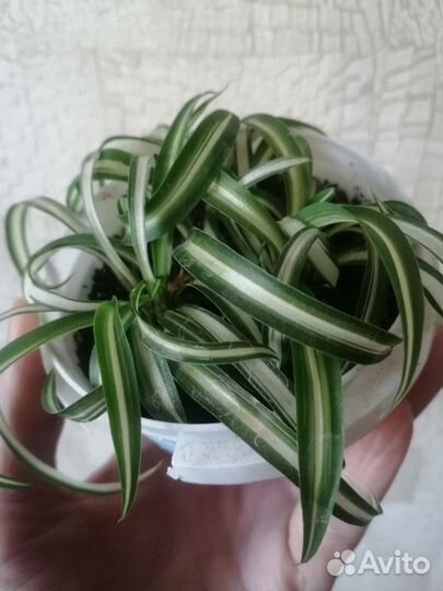 Хлорофитум кудрявый