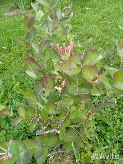 Жимолость декоративная