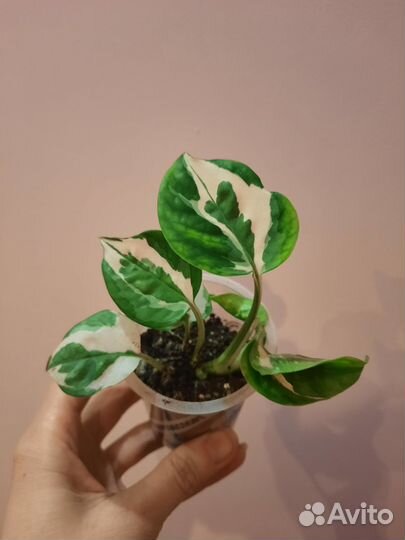 Сциндапсус 