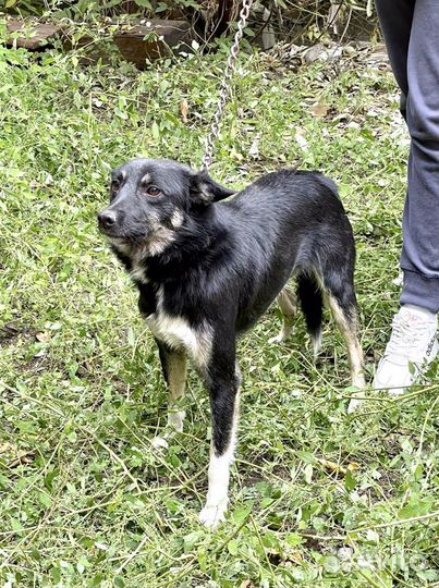 Дружок в добрые руки