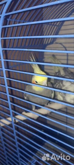 Попугай корелла девочка и мальчик