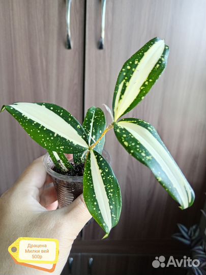 Домашние растения