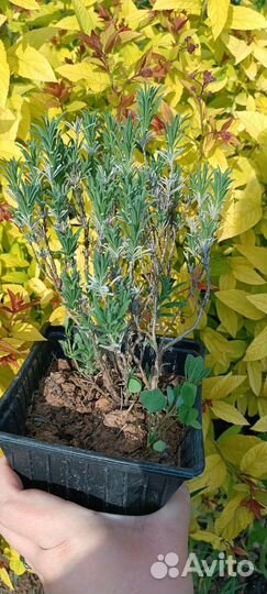 Лаванда саженцы