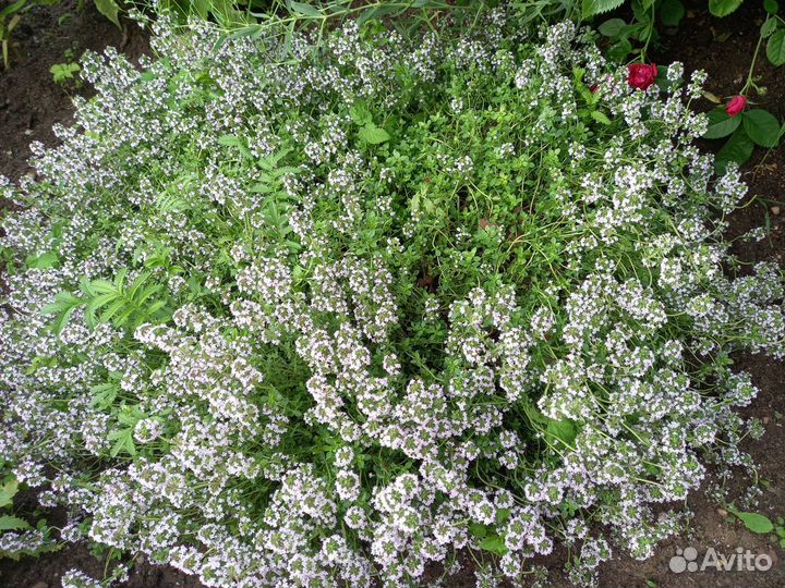 Тимьян ползучий