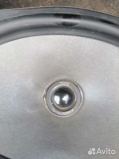 Динамики морел