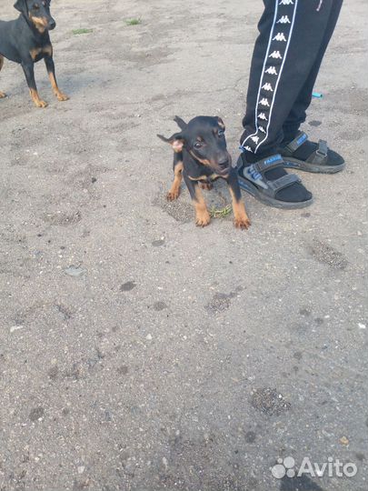 Щенки Ягдтерьер