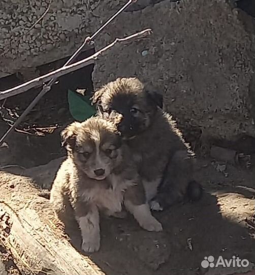 Жизнь крошек в опасности