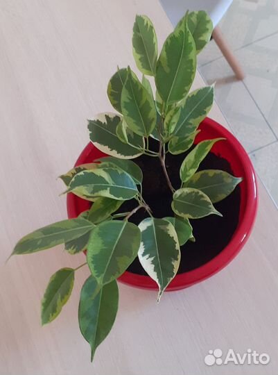 Фикусы Бенджамина Кинки,Даниэль