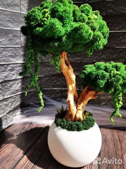 Бонсай (мох стабилизированный)