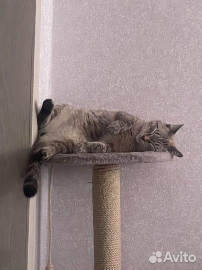 Отдам котов