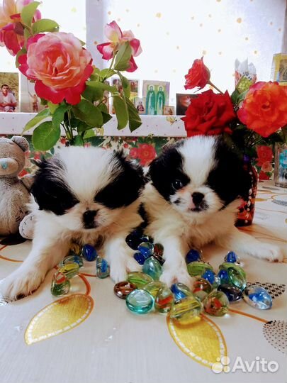 Японский хин