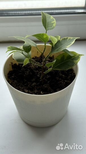 Фикус бенджамина