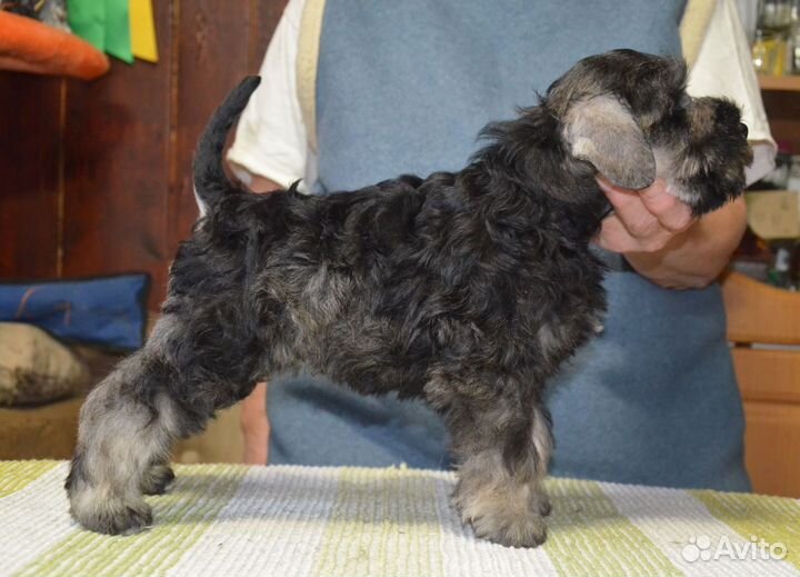 Щенок служебной и миниатюрной породы