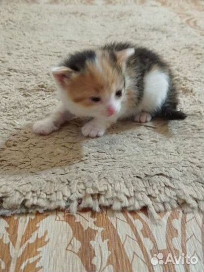 Котята ищут дом