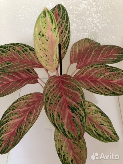 Аглаонемы филодендрон фикус хойя