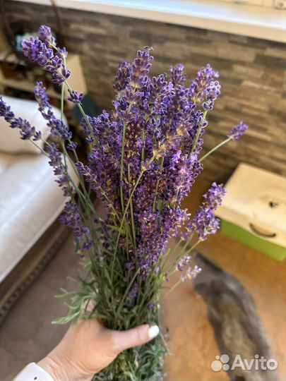 Букет лаванды. уже высушеные