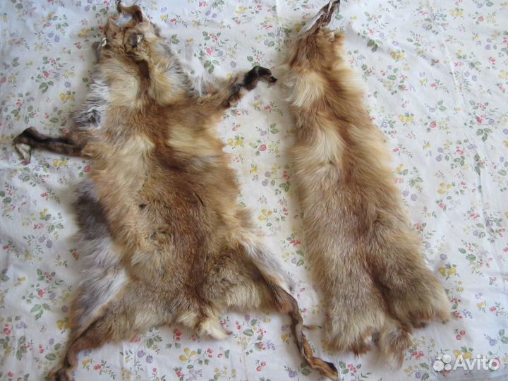 Шкуры лис 5 штук