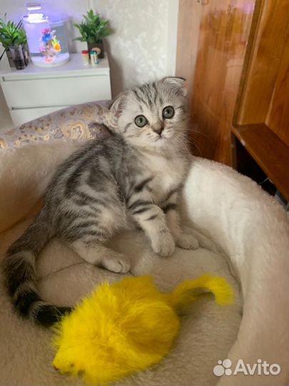 Продажа шотландские котята скоттиш-фолд