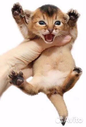 Абиссинская