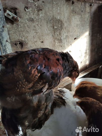 Петух брама