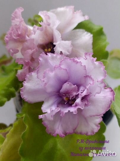 Фиалки стандарты детки и пасынки