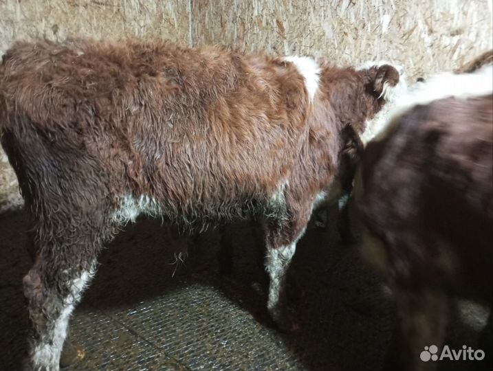 Бычки телочки мясной породы