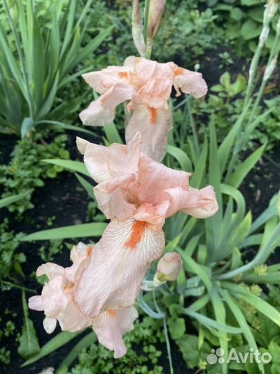Продам ирисы